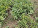 Oak saplings for sale