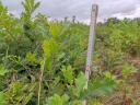 Oak saplings for sale