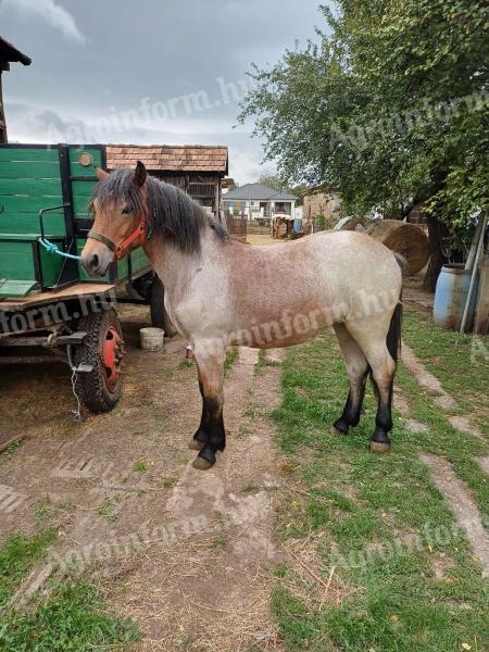 Stallion for sale