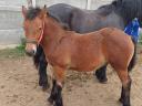 Native cold-blooded stallion for sale