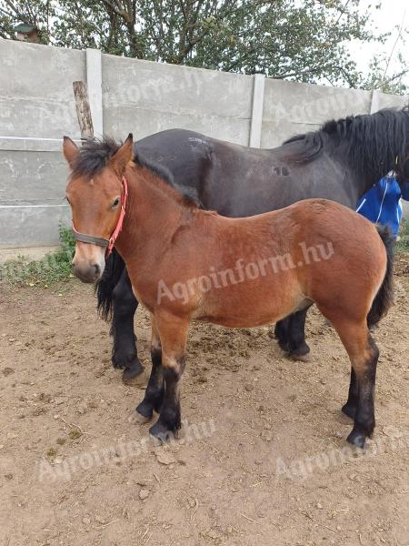 Native cold-blooded stallion for sale