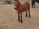 Native cold-blooded stallion for sale