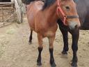 Native cold-blooded stallion for sale