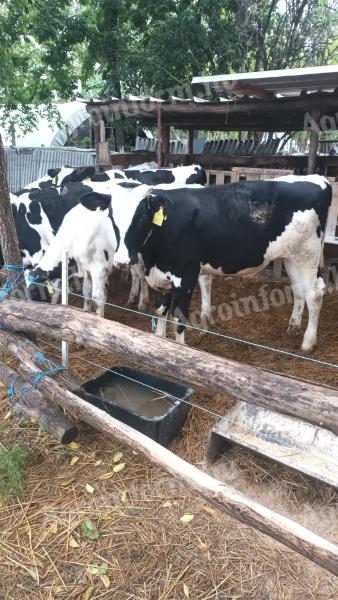 Holstein-Friesian calves for sale