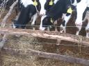 Holstein-Friesian calves for sale