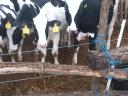 Holstein-Friesian calves for sale