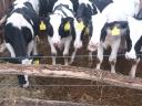 Holstein-Friesian calves for sale