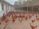 Native yellow Hungarian roosters