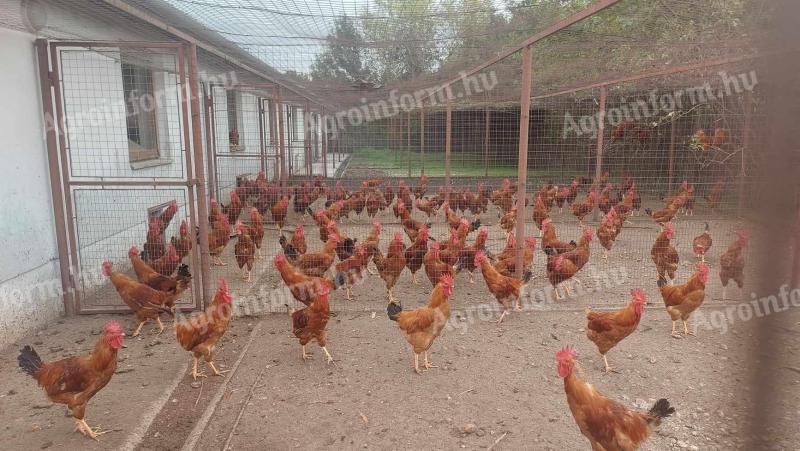 Native yellow Hungarian roosters