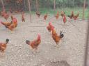 Native yellow Hungarian roosters