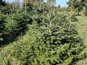 Nordmann fir for Christmas tree