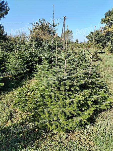 Nordmanntanne für den Weihnachtsbaum