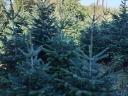 Nordmann fir for Christmas tree