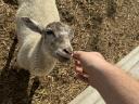 Cameroon mixed ram lamb and one and a half year old Suffolk ram