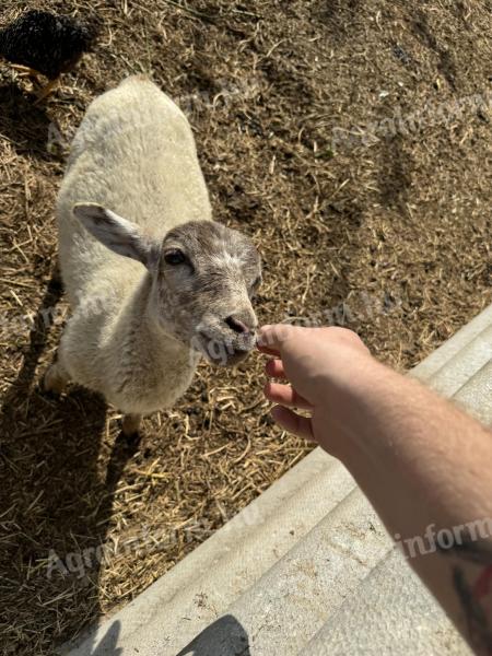 Jagnje mešanega kamerunskega ovna in leto in pol star sufolški oven