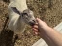 Cameroon mixed ram lamb and one and a half year old Suffolk ram