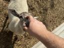 Cameroon mixed ram lamb and one and a half year old Suffolk ram