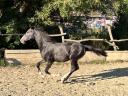 Hungarian half-breed stallion for sale from owner