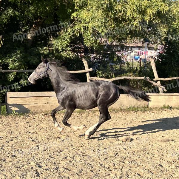 Hungarian half-breed stallion for sale from owner