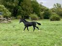 Hungarian half-breed stallion for sale from owner