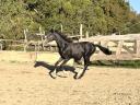 Hungarian half-breed stallion for sale from owner