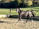 Hungarian half-breed stallion for sale from owner