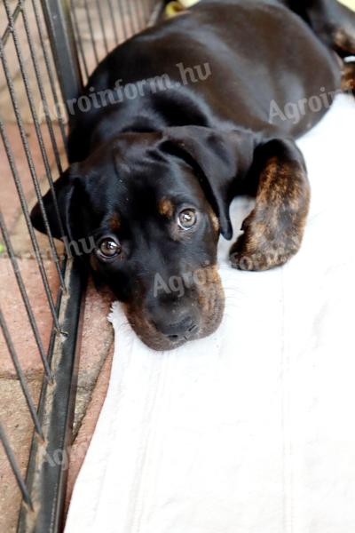 Pedigree leopard puppies available