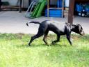 Pedigree leopard puppies available