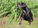 Pedigree leopard puppies available