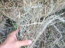 Cattail hay for sale