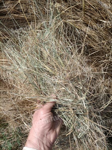 Premium quality mountain meadow hay