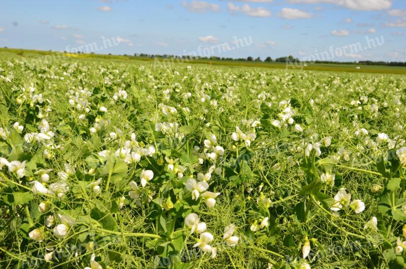 Autumn pea seeds