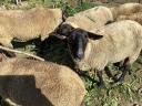 3 Suffolk sheep for sale