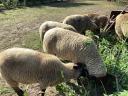 3 Suffolk sheep for sale