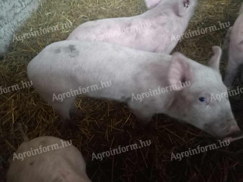 Hungarian large white piglets