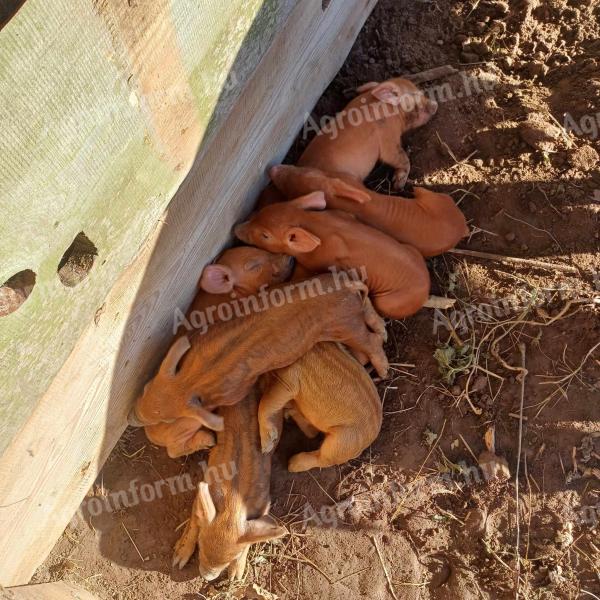 Eladó mangalica x duroc malacok