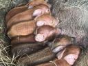 Eladó mangalica x duroc malacok