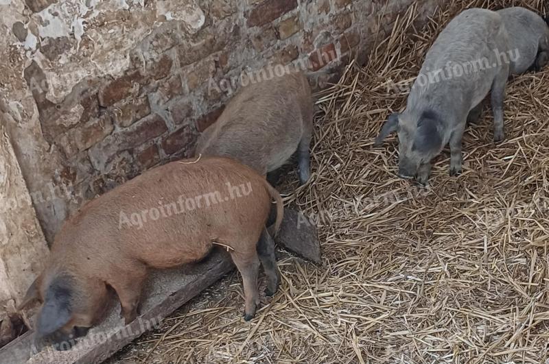 10 hetes mangalica malacok