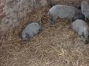 10 hetes mangalica malacok