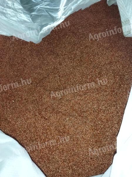 Frenetic wheat seeds for sale