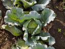 Green Lunar flat cabbage for sale