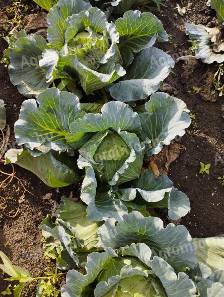 Green Lunar flat cabbage for sale