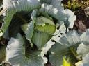 Green Lunar flat cabbage for sale