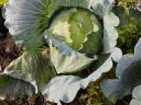 Green Lunar flat cabbage for sale