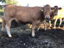 Pregnant limousine with calf for sale