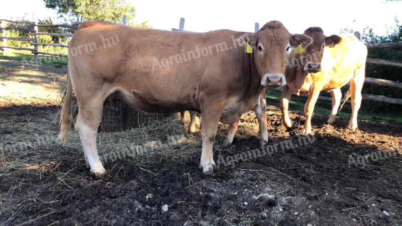 Pregnant limousine with calf for sale