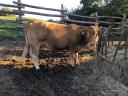 Pregnant limousine with calf for sale