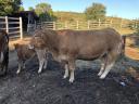 Pregnant limousine with calf for sale