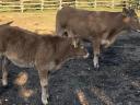 Pregnant limousine with calf for sale