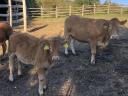 Pregnant limousine with calf for sale